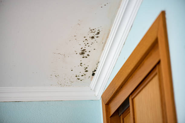 Best Commercial Mold Removal  in Shakopee, MN
