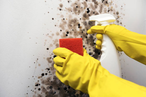 Best Attic Mold Removal  in Shakopee, MN